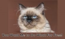 You Want Me to Do What for Free?